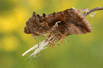 Gammaeule Autographa gamma