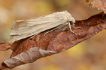 Weißadereule Mythimna pallens