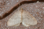 Kleiner Frostspanner Operophtera brumata