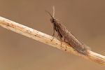 Amphisbatidae Amphisbatis incongruella