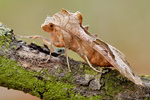 Achateule Phlogophora meticulosa