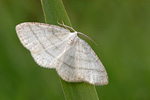 Weißstirn-Weißspanner Cabera pusaria
