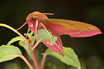 Mittlerer Weinschwärmer Deilephila elpenor