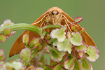 Buchen-Sichelflügler Watsonella cultraria