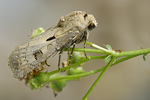 Ausrufungszeichen Agrotis exclamationis