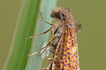 Trugmotte Eriocrania subpurpurella