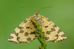 Fleckenspanner Pseudopanthera macularia 