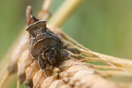 Schafgarben-Silbereule Macdunnoughia confusa