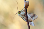 Bilsenkraut-Blüteneule Heliothis peltigera