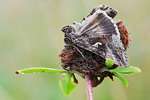 Gammaeule Autographa gamma