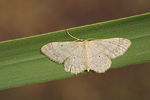 Breitgesäumter Zwergspanner Idaea biselata