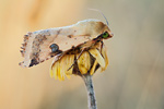 Bilsenkraut-Blüteneule Heliothis peltigera