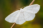 Linienspanner Cabera pusaria