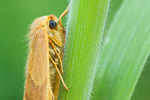 Buchen-Sichelflügler Watsonalla cultraria