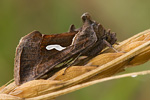 Schafgarben-Silbereule Macdunnoughia confusa