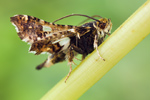 Fensterfleckchen Thyris fenestrella