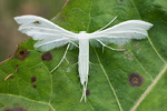 Federgeistchen Pterophorus pentadactylus