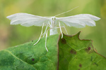 Federgeistchen Pterophorus pentadactylus