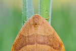 Buchen-Sichelflügler Watsonalla cultraria