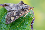 Gold-Zünsler Pyrausta aurata