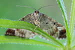 Graubinden-Labkrautspanner Epirrhoe alternata