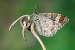 Graubinden-Labkrautspanner Epirrhoe alternata