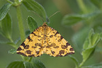 Fleckenspanner Pseudopanthera macularia