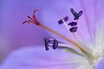 Storchenschnabel Geranium species