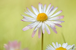 Gänseblümchen Bellis perennis