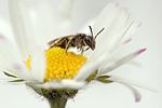 Gänseblümchen Bellis perennis