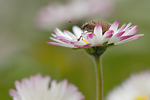 Gänseblümchen Bellis perennis