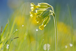 Echte Schlüsselblume Primula veris