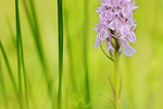 Geflecktes Knabenkraut Dactylorhiza maculata