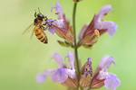 Echter Salbei Salvia officinalis