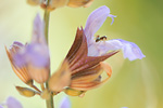 Echter Salbei Salvia officinalis