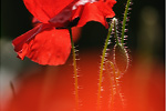 Klatsch-Mohn Papaver rhoeas