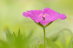 Blutroter Storchenschnabel Geranium sanguineum