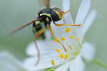 Große Sternmiere Stelleria holostea