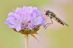 Strandnelke Armeria maritima