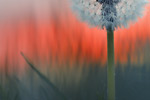 Löwenzahn | Pusteblume Taraxum officiale