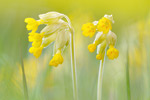 Echte Schlüsselblume Primula veris