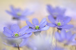 Leberblümchen Hepatica nobilis