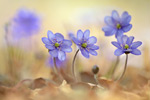 Leberblümchen Hepatica nobilis