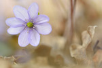 Leberblümchen Hepatica nobilis