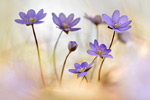 Leberblümchen Hepatica nobilis