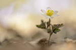 Buschwindröschen Anemone nemorosa