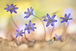 Leberblümchen Hepatica nobilis