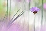 Galmei-Grasnelke Armeria maritima halleri