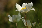 Alpenkuhschelle Pulsatilla alpina