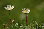 Achtkronblättrige Silberwurz Dryas octopetala